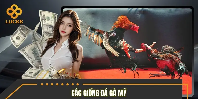 Những dòng gà Mỹ đang được quan tâm nhiều