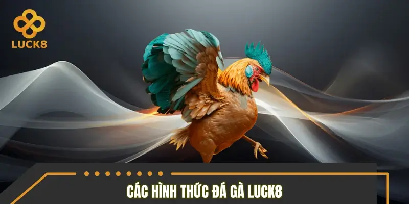 Tổng hợp những hình thức đá gà được ưa chuộng nhất 2026