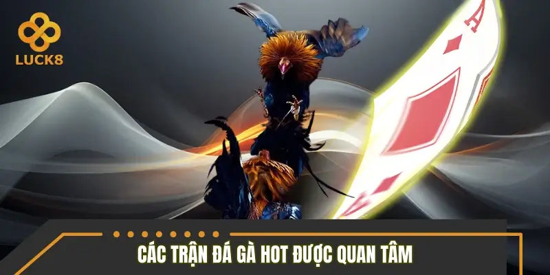 Các trận đá gà hot được quan tâm nhất 2026 Các trận đá gà hot được quan tâm nhất 2026