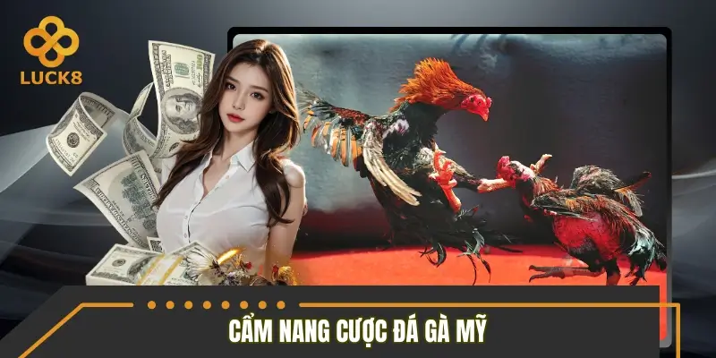 Cẩm nang cho hội viên LUCK8 khi tiếp cận đá gà Mỹ