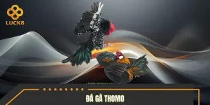Đá Gà Thomo - Sảnh Cược Đỉnh Cao, Kịch Tính Tại LUCK8