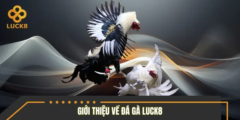 Giới thiệu sảnh đá gà LUCK8
