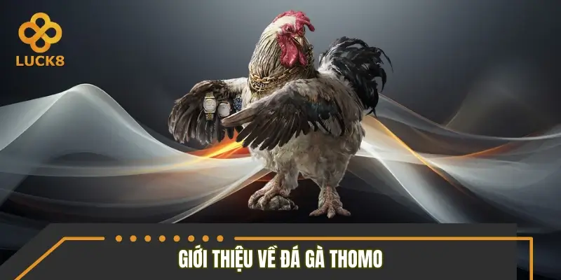 Sơ lược sảnh đá gà Thomo