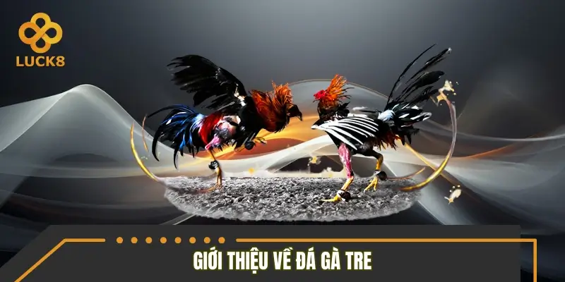 Tìm hiểu hình thức đá gà tre Tìm hiểu hình thức đá gà tre