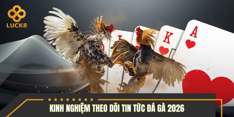 Kinh nghiệm theo dõi tin tức đá gà 2026 hiệu quả Kinh nghiệm theo dõi tin tức đá gà 2026 hiệu quả