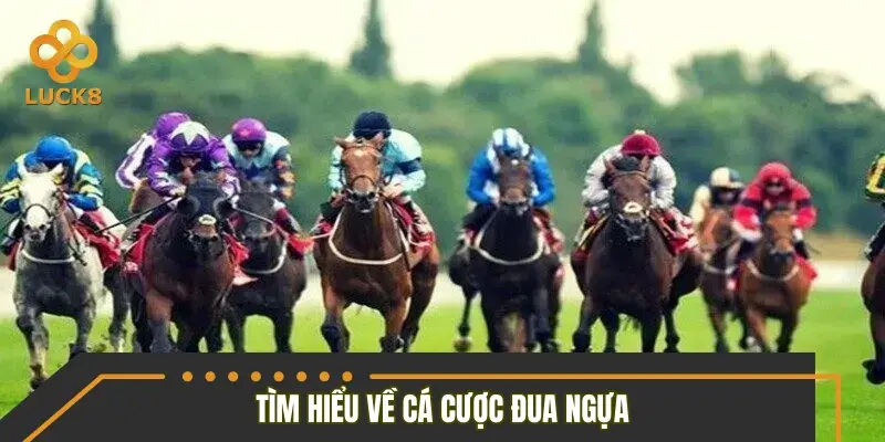 Toàn cảnh thị trường đua ngựa và cơ hội cho người chơi mới