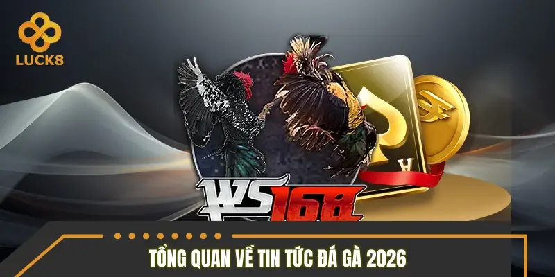 Tổng quan về tin tức đá gà 2026 Tổng quan về tin tức đá gà 2026